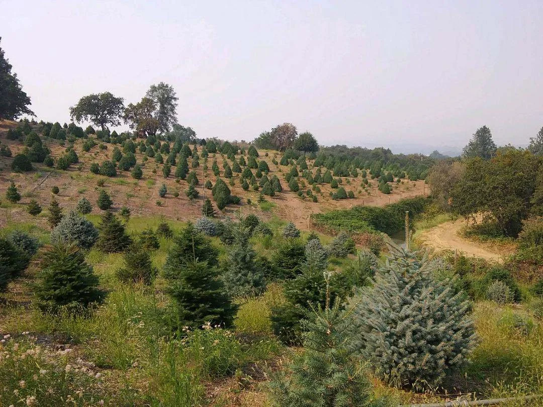 Christmas Tree Farms in Southern Oregon